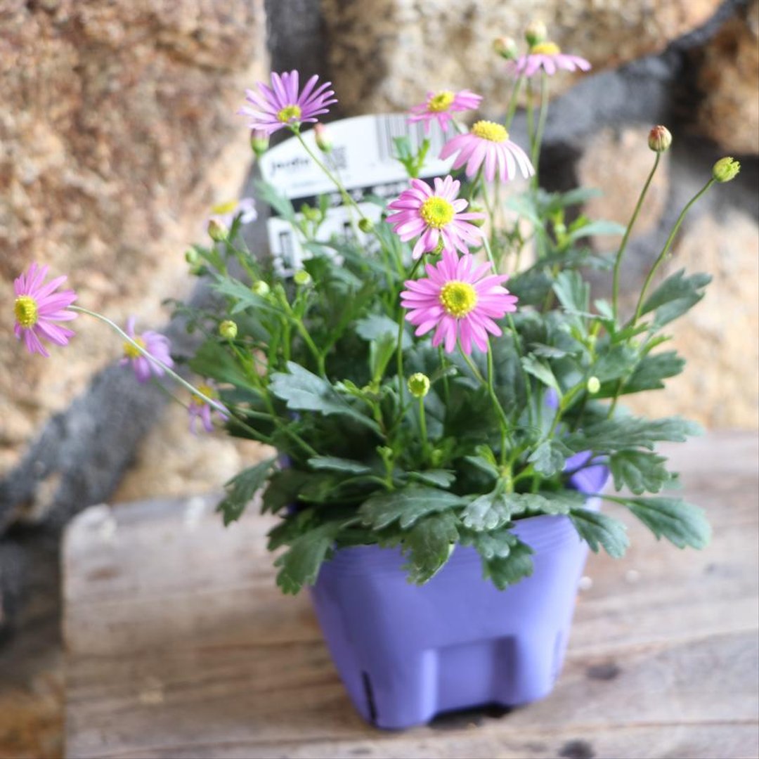 ハルディン 栄養系ブラキカム カラーズ 姫小菊B 3色ミックス 3.5号ポット苗 【3株販売】 Jardin ブラキカム 寄せ植え 花壇 鉢植え 可愛い お洒落 春の花 秋の花 冬の花 花
