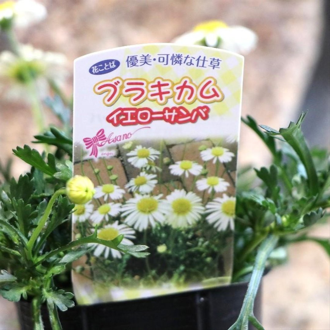 ブラキカム イエローサンバ 黄姫 3〜3.5号ポット苗 【3株販売】 寄せ植え 花壇 鉢植え お洒落 オシャレ 可愛い カワイイ 春の花 夏の花 秋の花 冬の花 花
