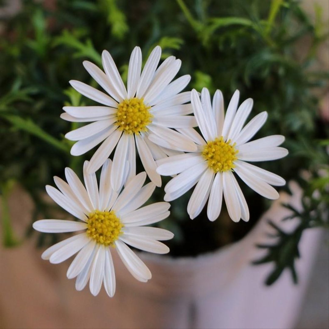 ブラキカム スープリームホワイト 3〜3.5号ポット苗 【3株販売】 寄せ植え 花壇 鉢植え お洒落 おしゃれ 可愛い かわいい 春の花 夏の花 秋の花 冬の花 花 苗 初心者 希少