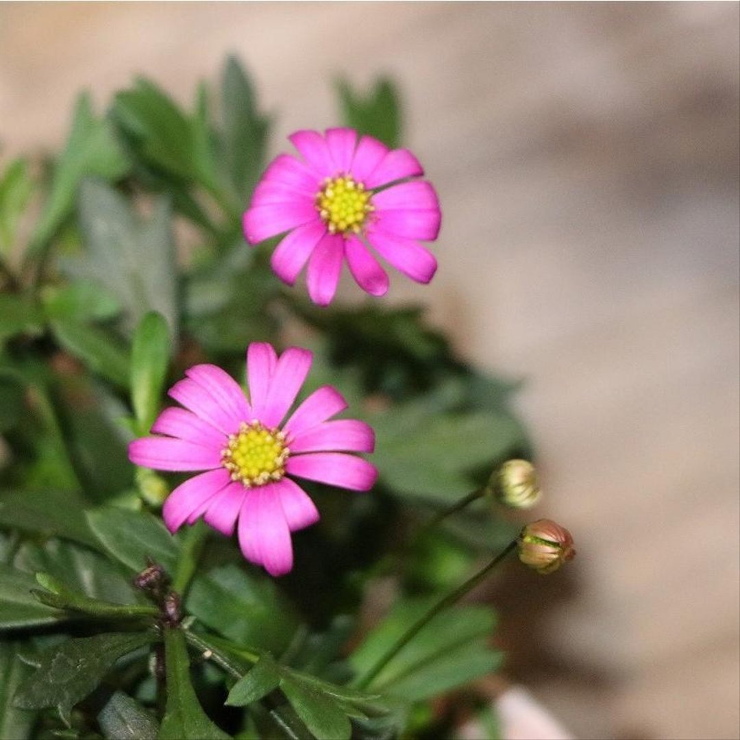 栄養系ブラキカム チェリッシュ 3〜3.5号ポット苗 【1株販売】 寄せ植え 花壇 鉢植え 可愛い お洒落 オシャレ 春の花 夏の花 秋の花 冬の花 花