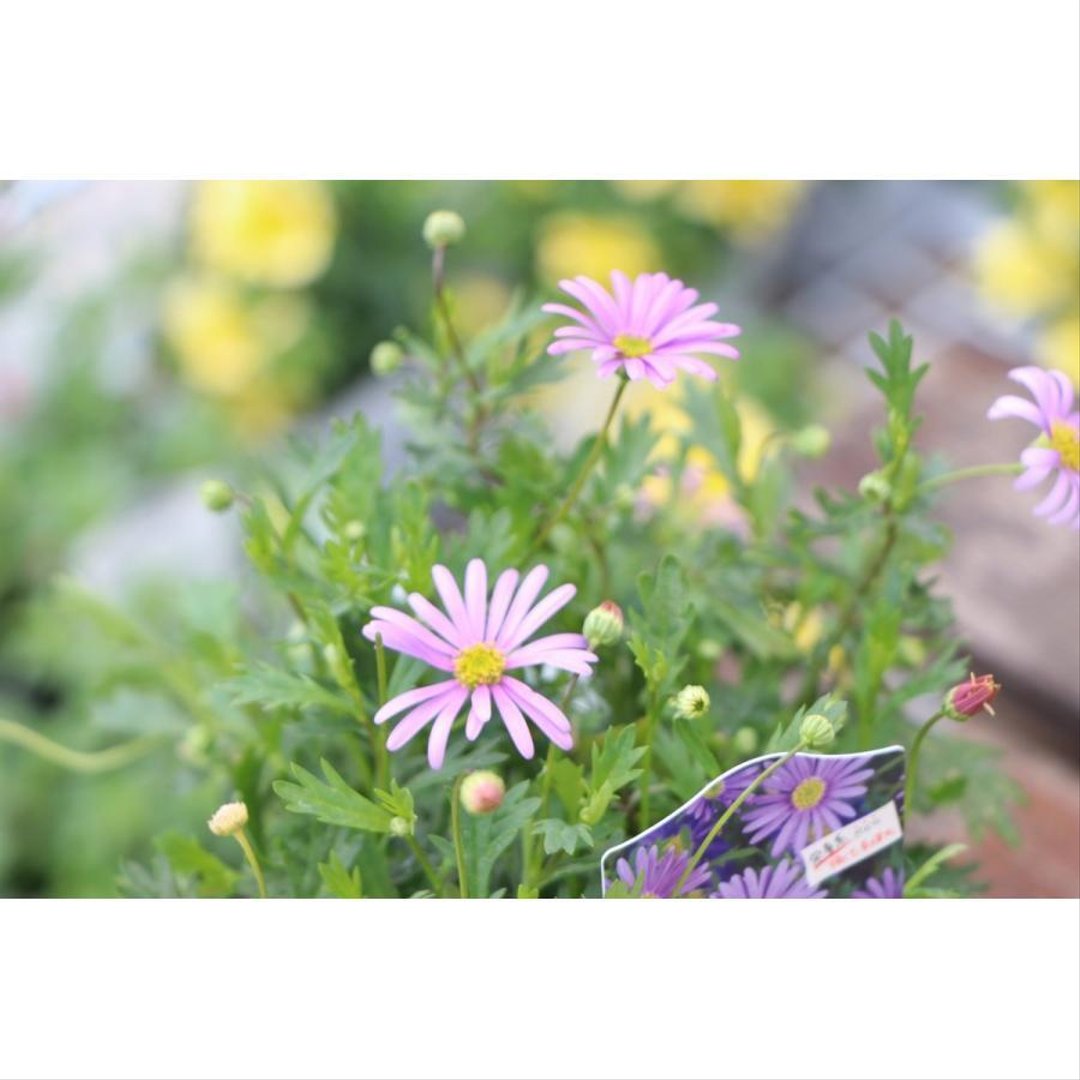 栄養系ブラキカム ブラスコバイオレット 3.5号ポット苗 【1株販売】 寄せ植え 花壇