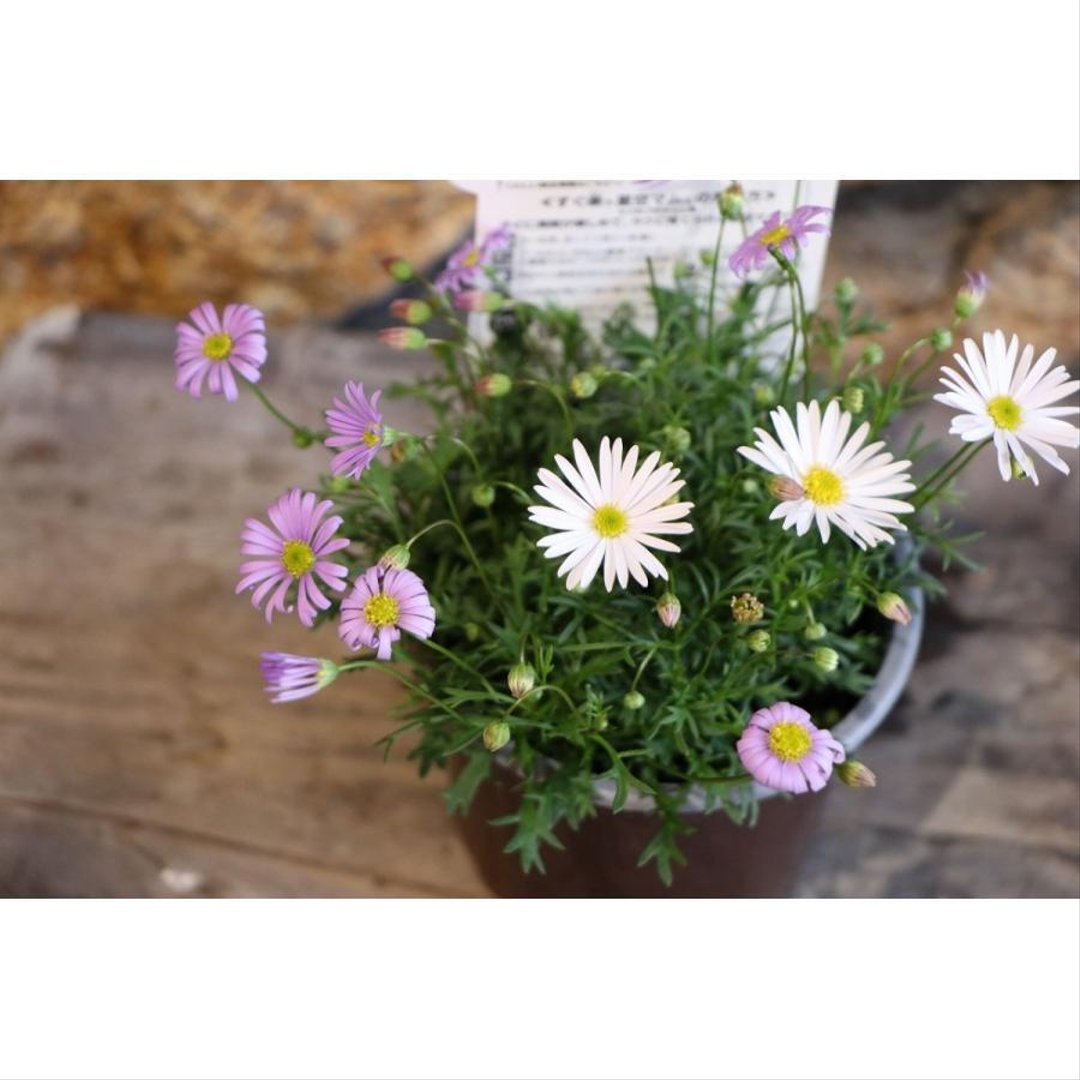 サントリー すぐ楽 星空マム バニラ&ソーダ 3.5号ポット苗 【1株販売】 ブラキカム 寄せ植え 花壇