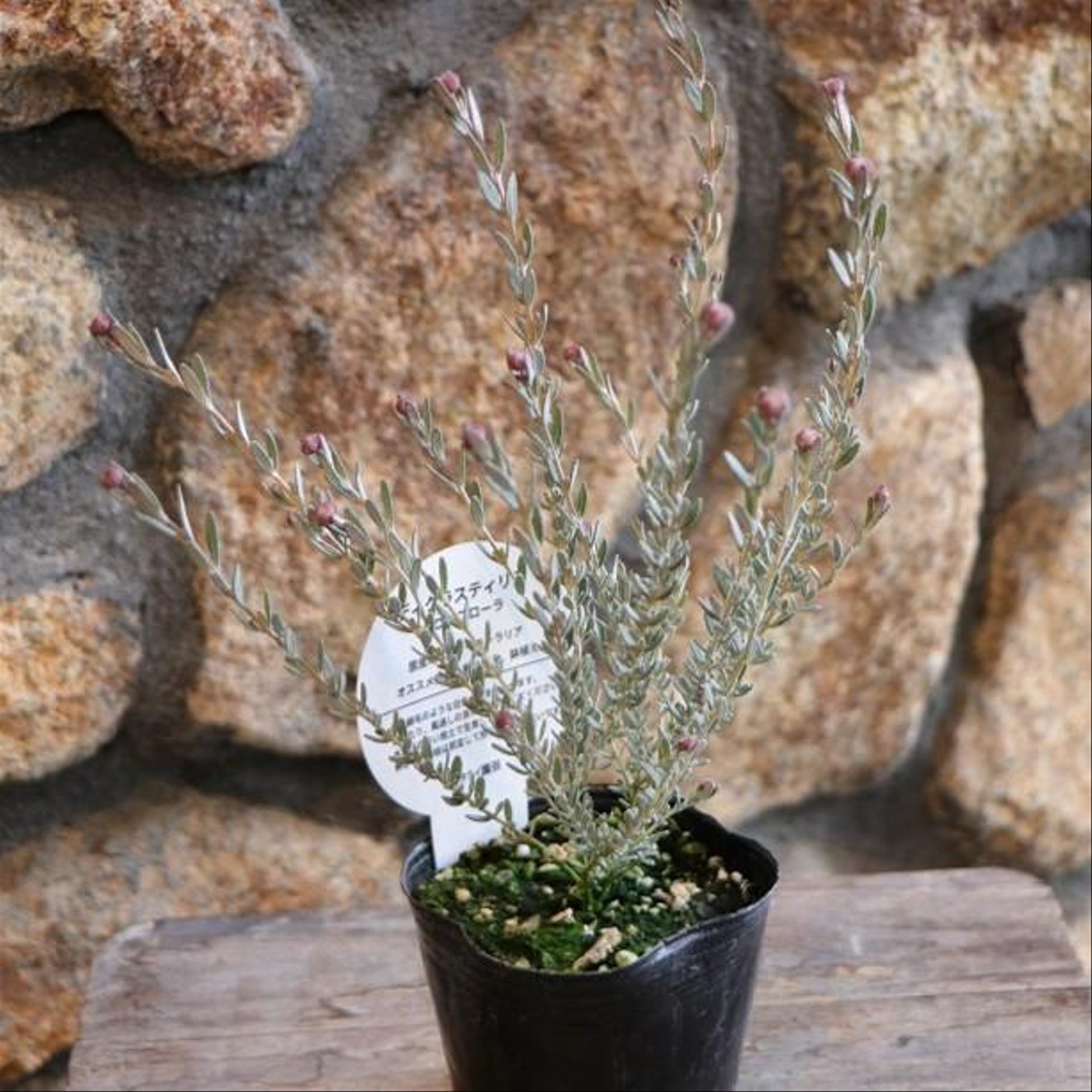 ディクラスティリス グロビフローラ 3〜3.5号ポット苗 【1株販売】 寄せ植え 花壇 鉢植え お洒落 おしゃれ 可愛い かわいい 常緑樹 春の花 花 苗 初心者 希少 カラーリーフ