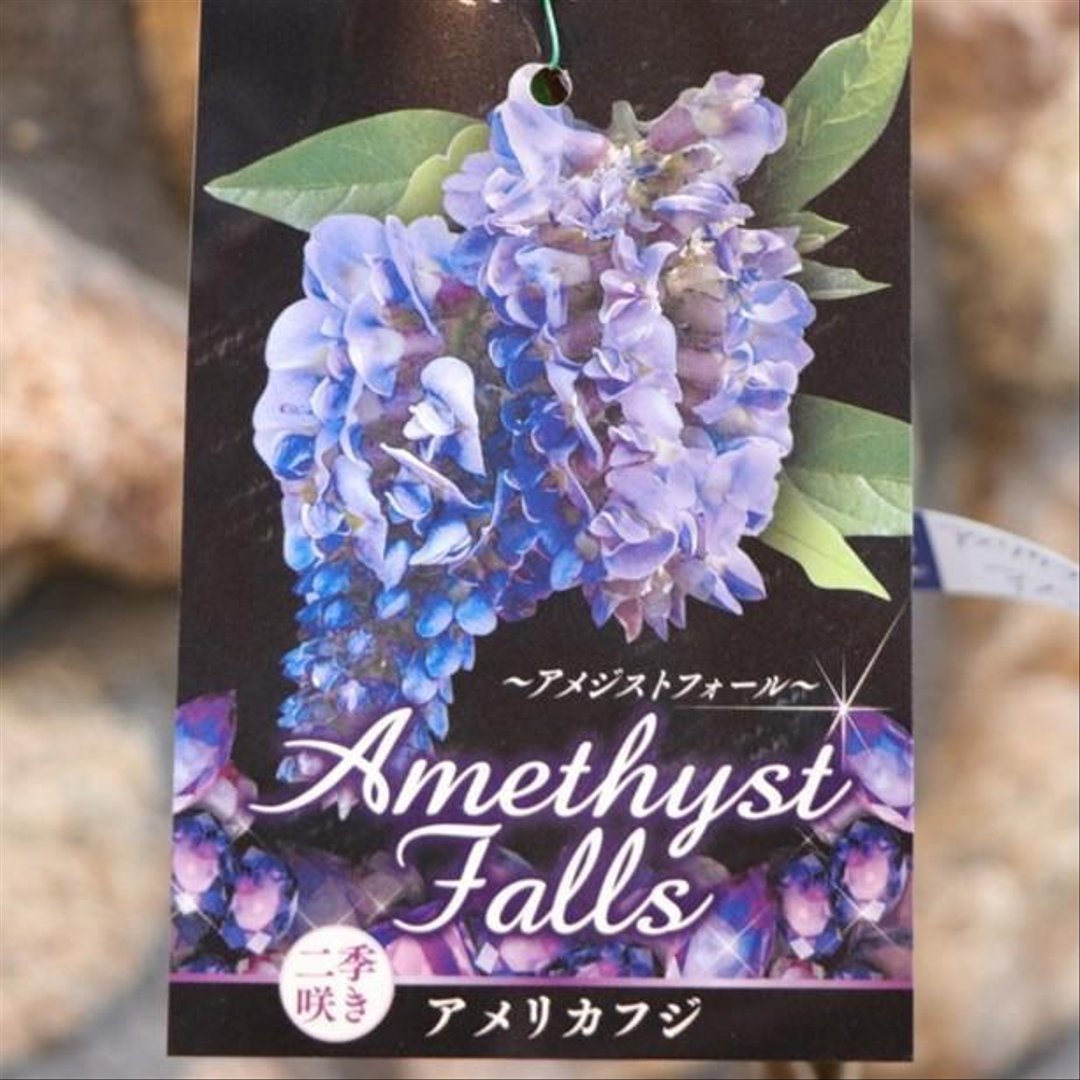 アメリカフジ アメジストフォール 4.5号ポット苗 【1株販売】 藤 植木 苗木 鉢植え 地植え お洒落 可愛い 落葉樹 青い花 春の花 秋の花 花 苗 初心者 希少