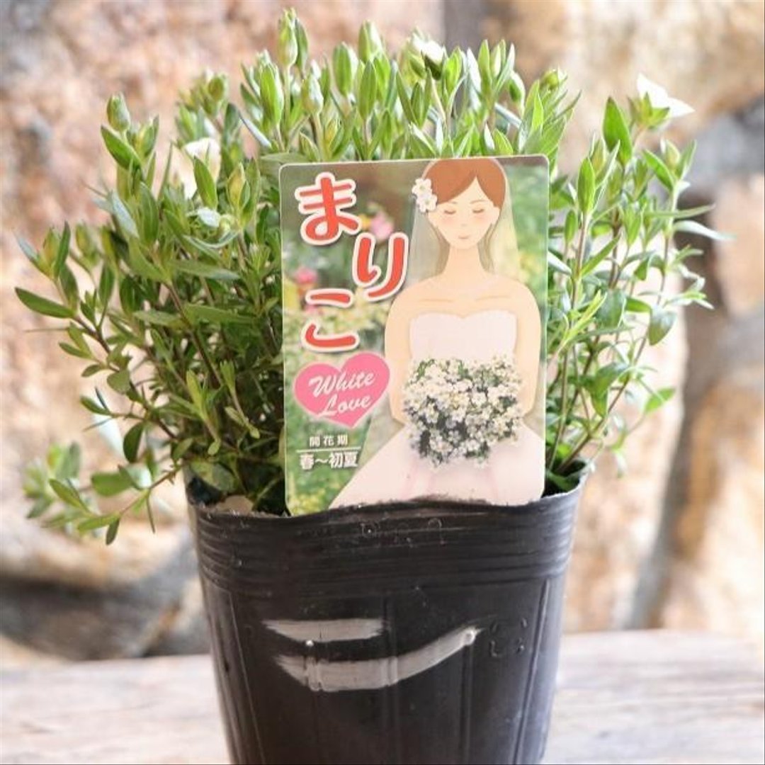 アレナリア モンタナ まりこ 3〜3.5号ポット苗 【3株販売】 寄せ植え 花壇 鉢植え お洒落 おしゃれ 可愛い かわいい 純白 白い花 春の花 花 苗 初心者