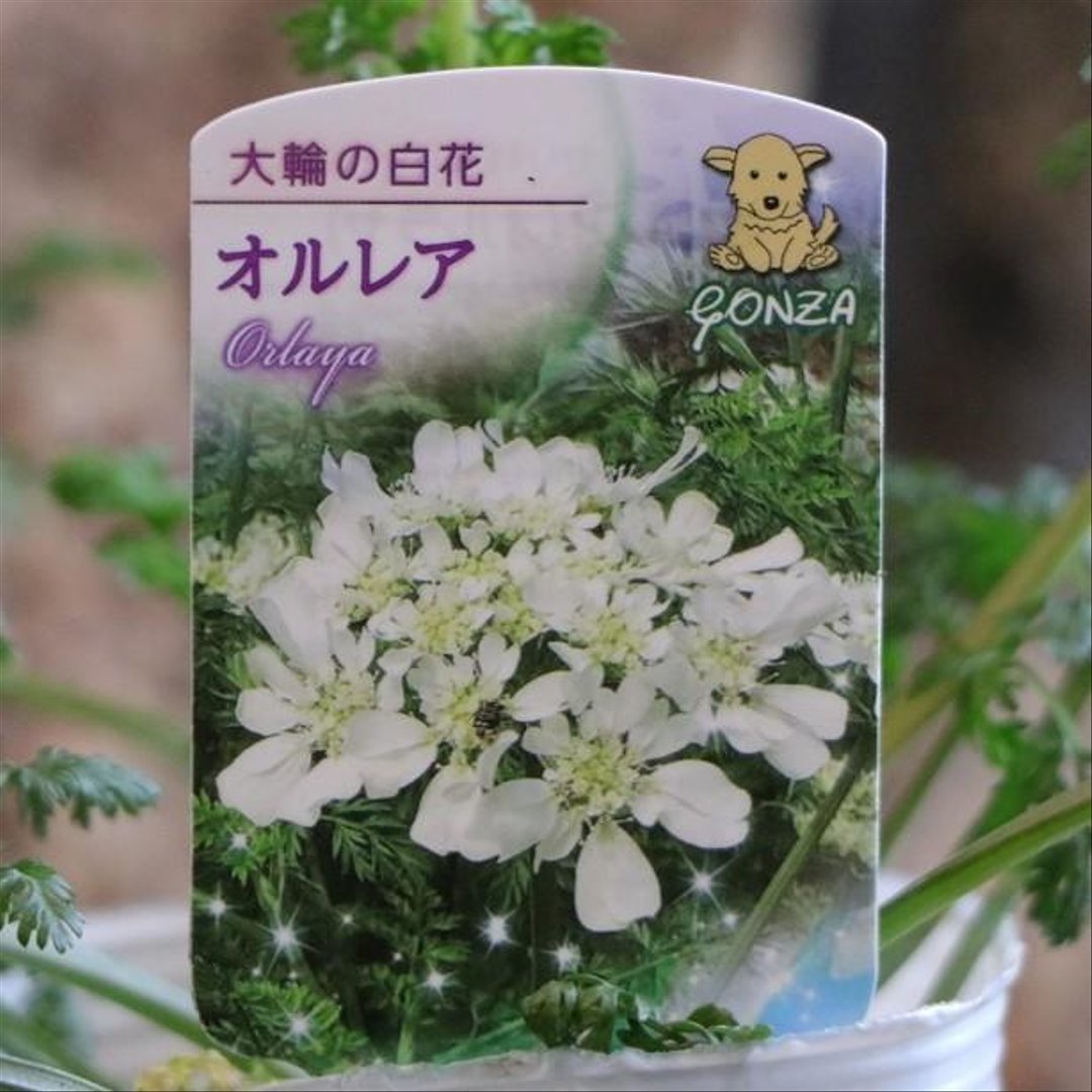 オルレア グランディフローラ 3〜3.5号ポット苗 【3株販売】 オルラヤ オルレイヤ 寄せ植え 花壇 鉢植え お洒落 可愛い イングリッシュガーデン 春の花 花 苗 初心者