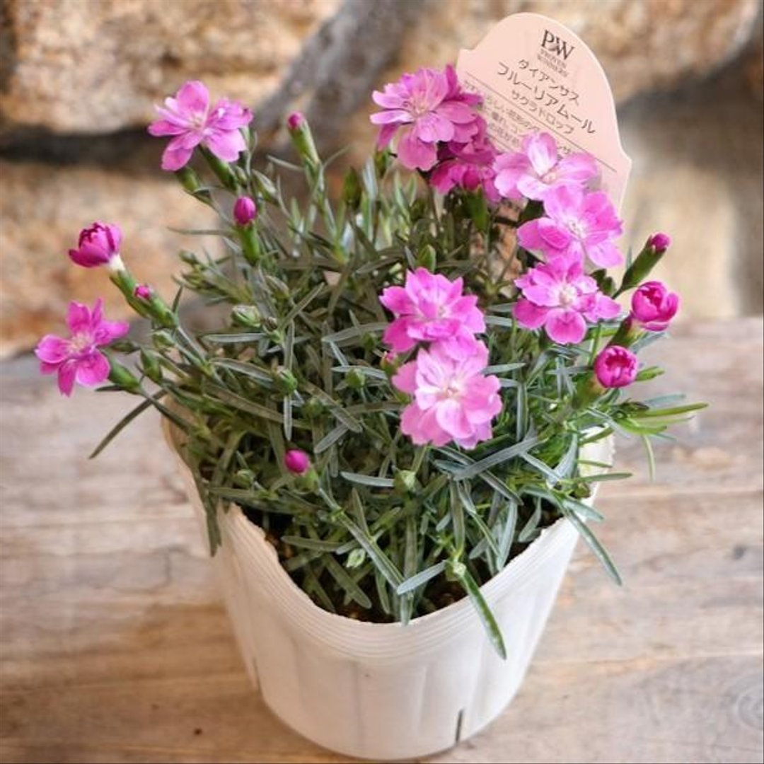 PW ダイアンサス フルーリアムール サクラドロップ 3〜3.5号ポット苗 【3株販売】 寄せ植え 花壇 鉢植え お洒落 おしゃれ 可愛い 春の花 夏の花 秋の花 花 苗 初心者