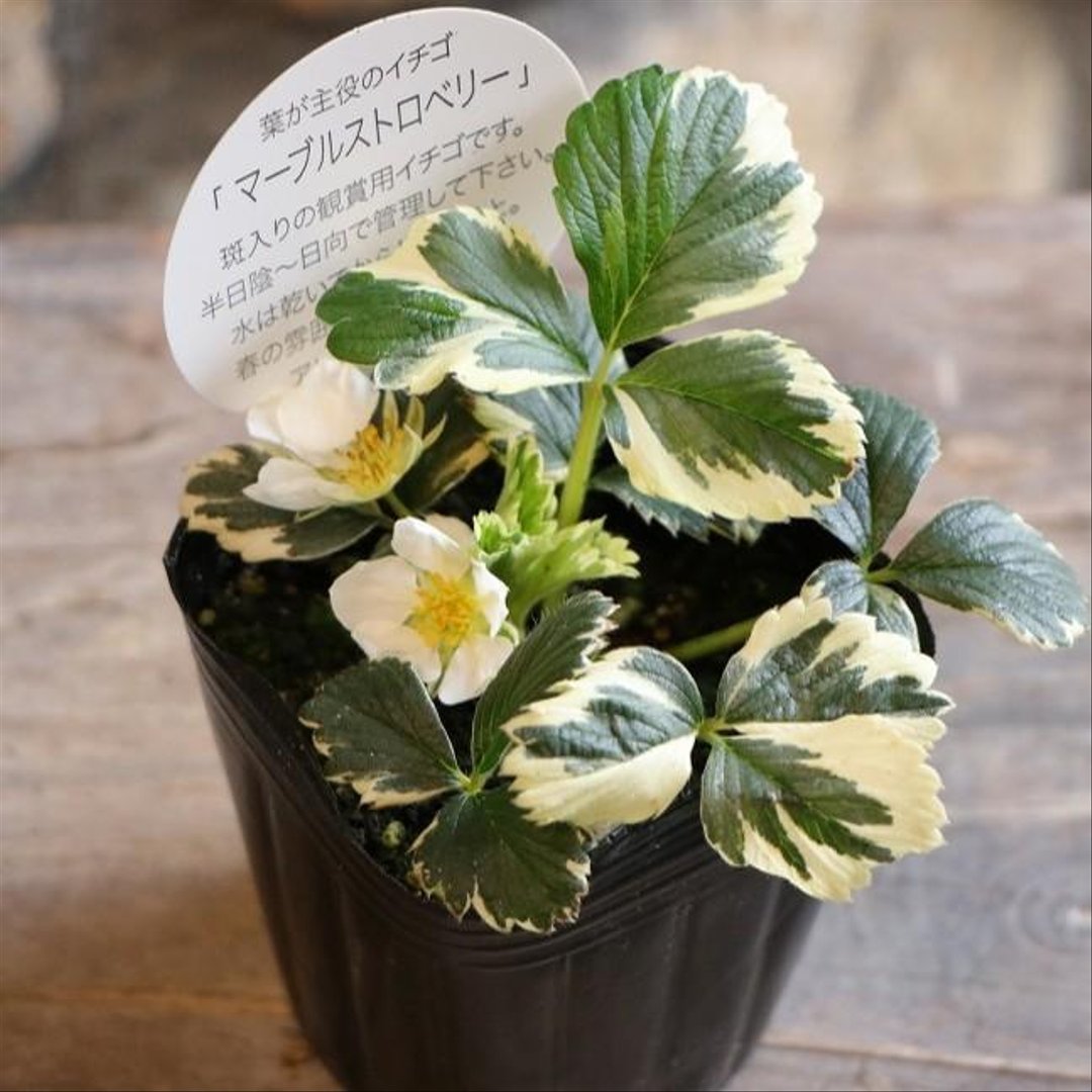 斑入り イチゴ マーブルストロベリー 3〜3.5号ポット苗 【3株販売】 イチゴ苗 寄せ植え 花壇 鉢植え お洒落 可愛い 春の花 花 野菜 果物 苗 初心者 カラーリーフ 希少