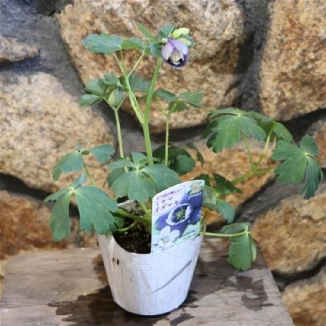 ミヤマオダマキ ブルー 3〜3.5号ポット苗 【1株販売】 オダマキ 山野草 寄せ植え 鉢植え 地植え お洒落 おしゃれ 可愛い かわいい 可憐 春の花 花 苗 初心者