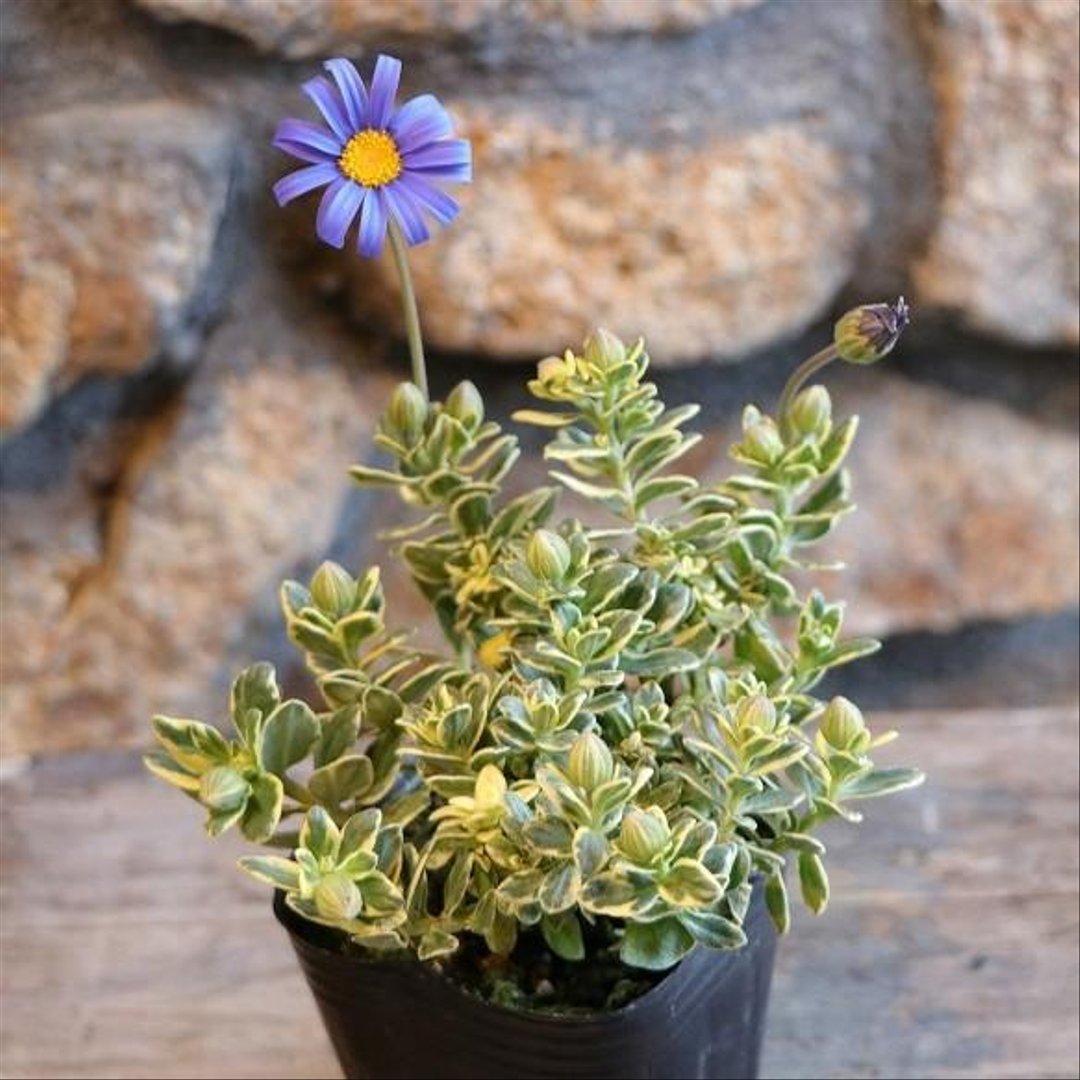 斑入り ブルーデージー 2.5〜3号ポット苗 【3株販売】 寄せ植え 花壇 鉢植え お洒落 おしゃれ 可愛い かわいい 青い花 春の花 秋の花 冬の花 花 苗 初心者