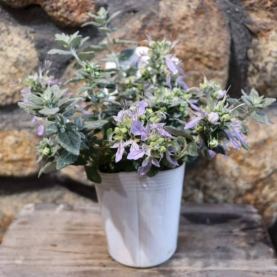 ツリージャーマンダー アイスキューブ 3号ロングポット苗 【3株販売】 寄せ植え 花壇 鉢植え お洒落 オシャレ 可愛い カワイイ 常緑樹 夏の花 花 カラーリーフ