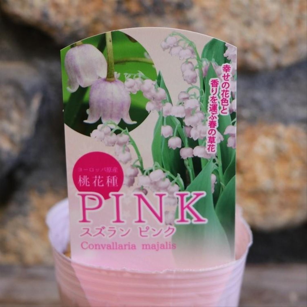 ドイツスズラン ピンク 3号ポット苗 【3株販売】 鈴蘭 スズラン 寄せ植え 花壇 鉢植え お洒落 おしゃれ 可愛い かわいい 可憐 春の花 花 苗 初心者 希少
