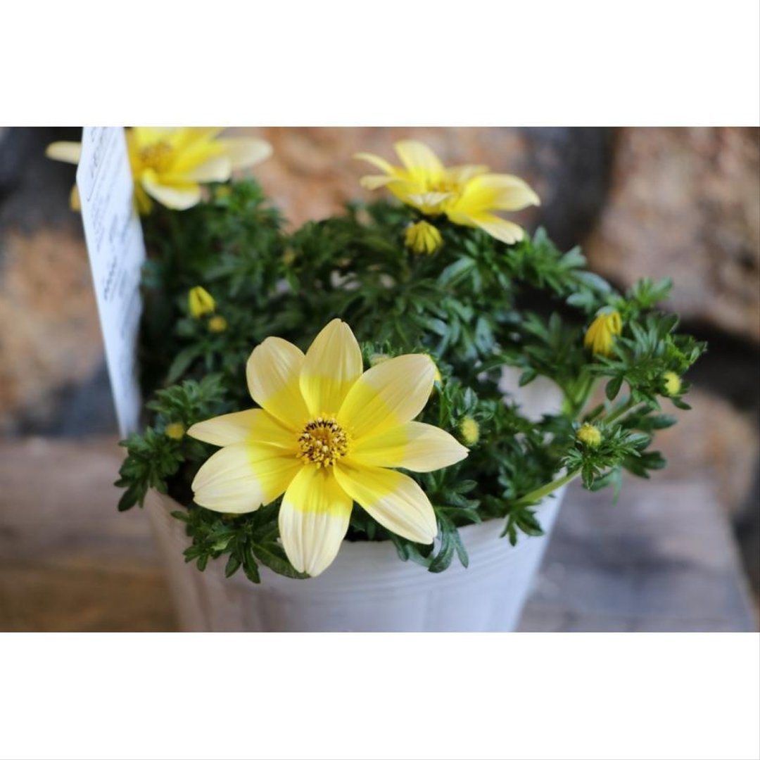ビデンス レモンサワー 3.5号ポット苗 【1株販売】 寄せ植え 花壇