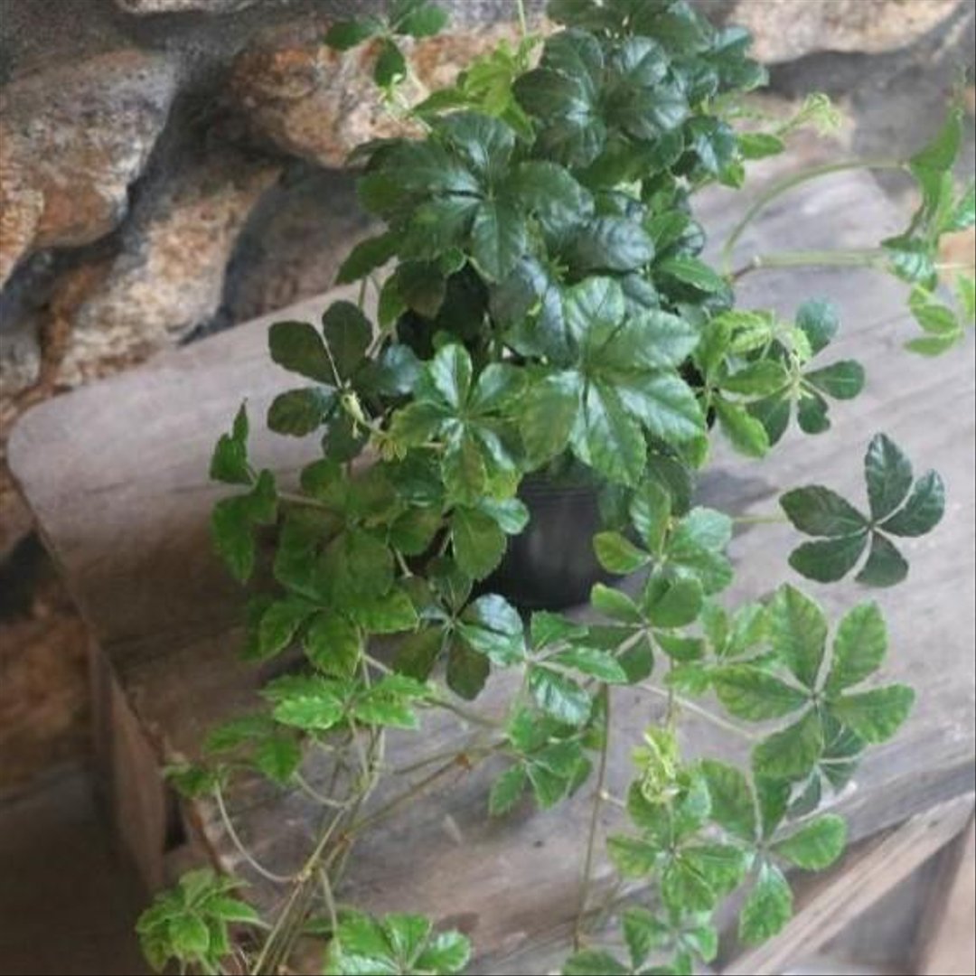 シッサス シュガーバイン 3号ポット苗 【1株販売】 観葉植物