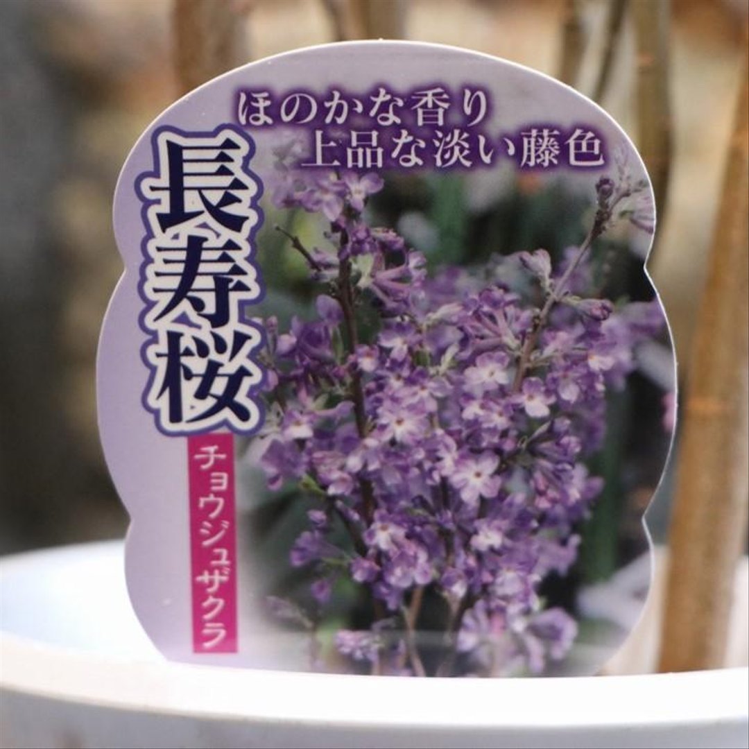 長寿桜 4号鉢 【1鉢販売】 チョウジュザクラ 植木 苗木 鉢植え 地植え お洒落 オシャレ 可愛い カワイイ 落葉樹