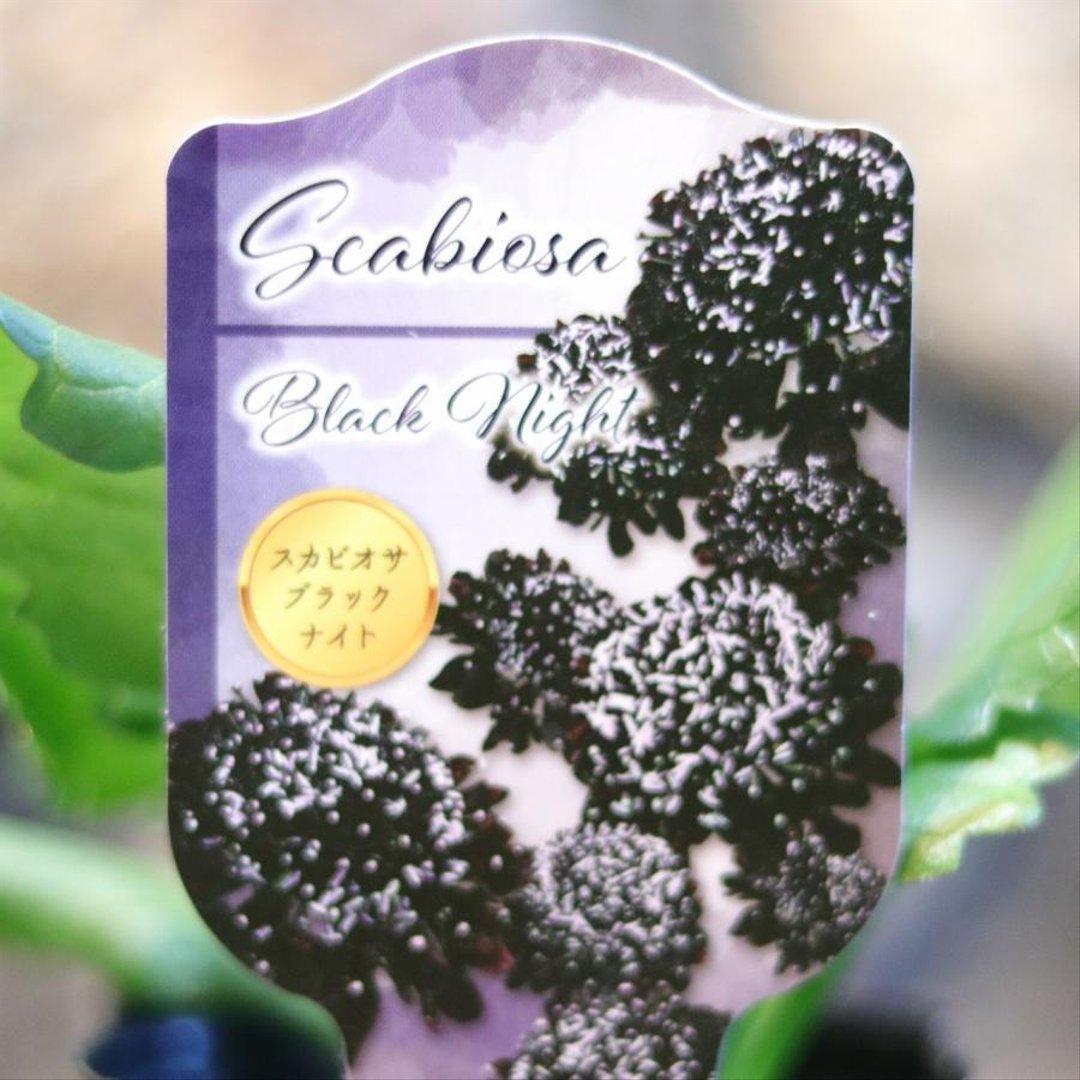 スカビオサ ブラックナイト 3〜3.5号ポット苗 【3株販売】 松虫草 寄せ植え 花壇 鉢植え お洒落 おしゃれ 可愛い かわいい シック 春の花 秋の花 花 苗 初心者 希少