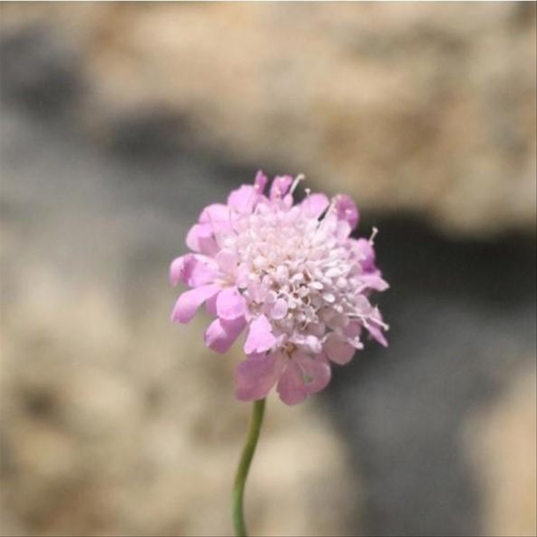 スカビオサ ピンク 3.5号ポット苗 【1株販売】 寄せ植え 花壇