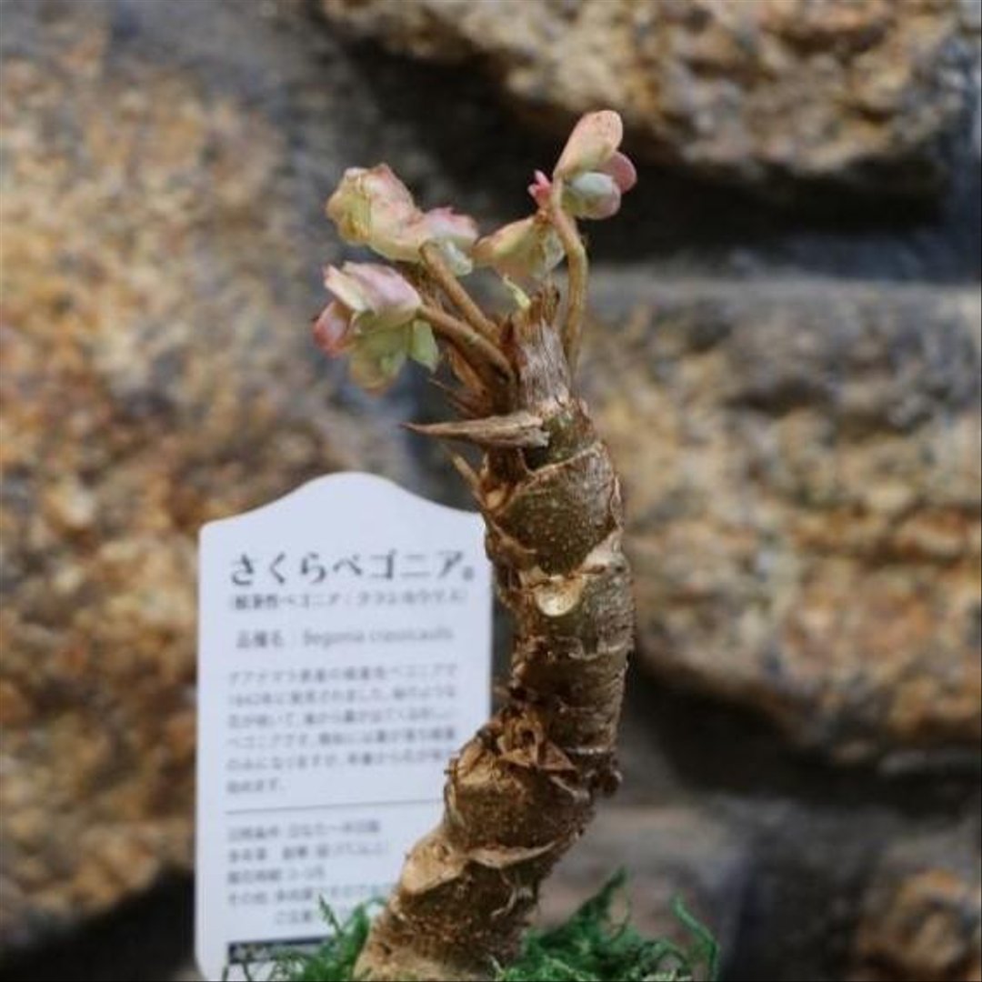 根茎性ベゴニア さくらベゴニア (クラシカウリス) 3〜3.5号鉢 【1株販売】 観葉植物
