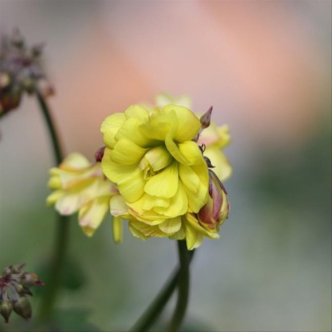 八重咲き黄花 オキザリス ダブルイエロー 3.5号ポット苗 【3株販売】 寄せ植え 花壇 鉢植え お洒落 おしゃれ 可愛い かわいい 秋の花 冬の花 花 苗 初心者 希少