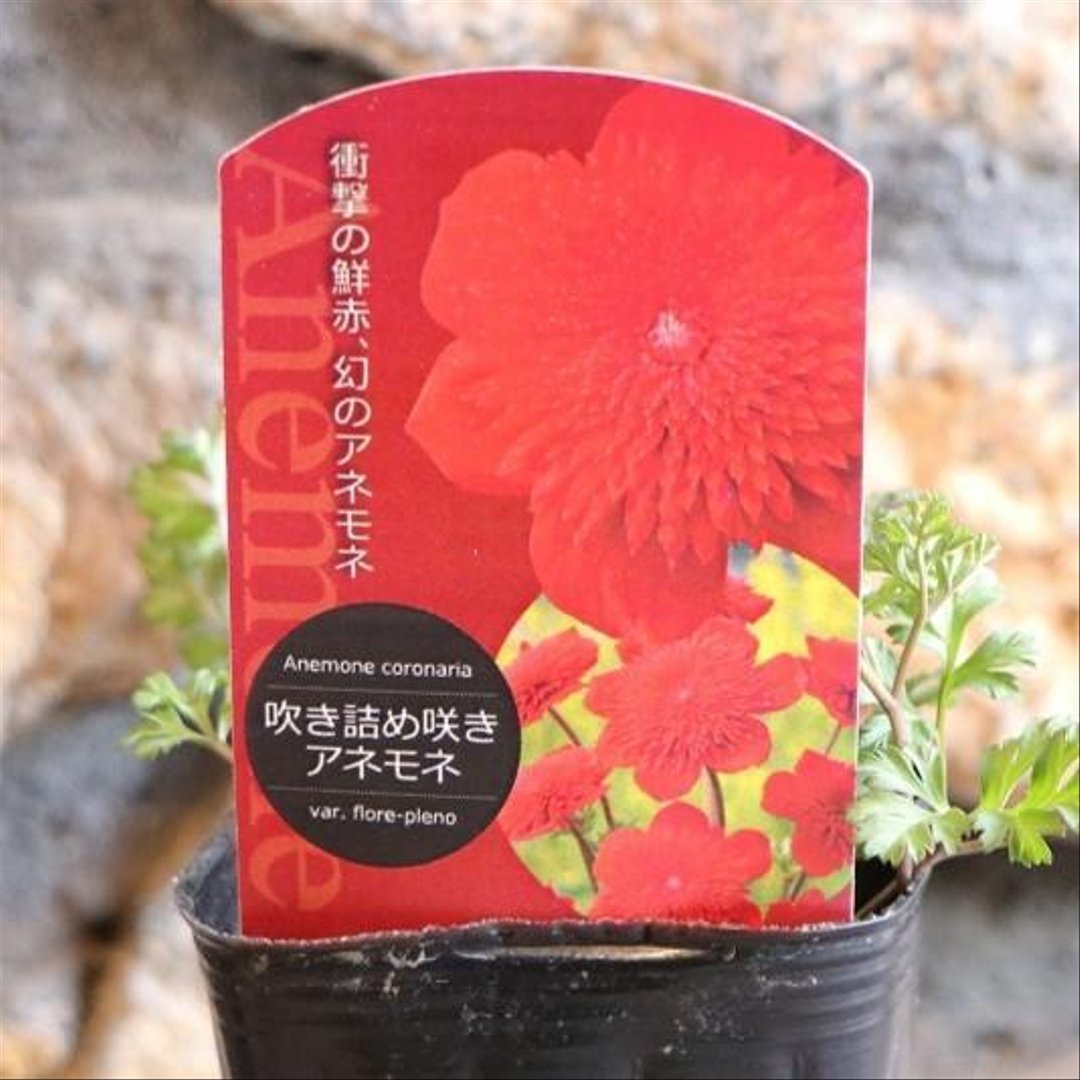 吹き詰め咲き アネモネ コロナリア ダブルレッド 3〜3.5号ポット苗 【1株販売】 寄せ植え 花壇 鉢植え お洒落 おしゃれ 可愛い 豪華 冬の花 春の花 花 苗 初心者 希少