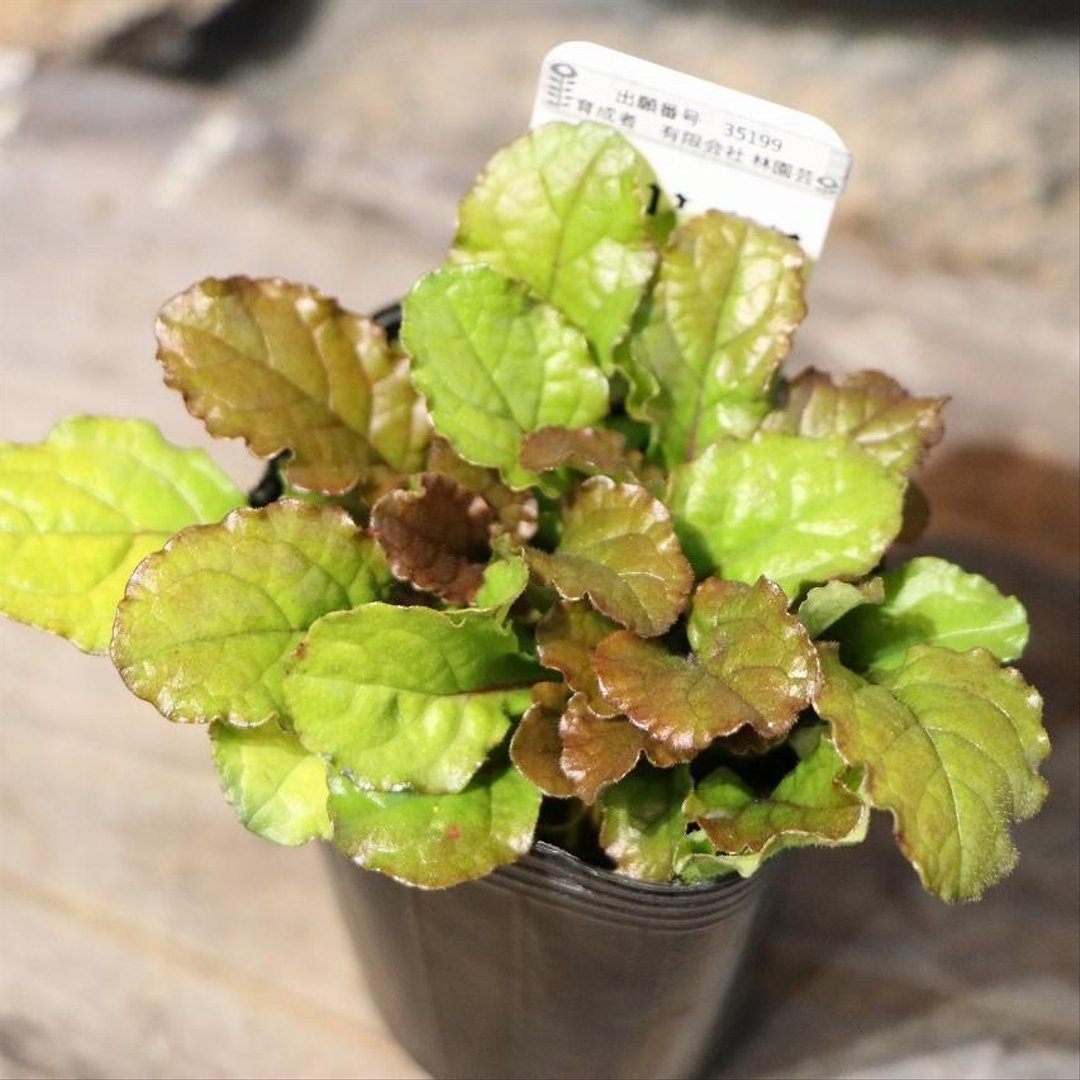 アジュガ ライムブルー 2.5〜3号ポット苗 【1株販売】 寄せ植え 花壇 鉢植え お洒落 オシャレ シック シェードガーデン 日陰 カラーリーフ グランドカバー 春の花 花