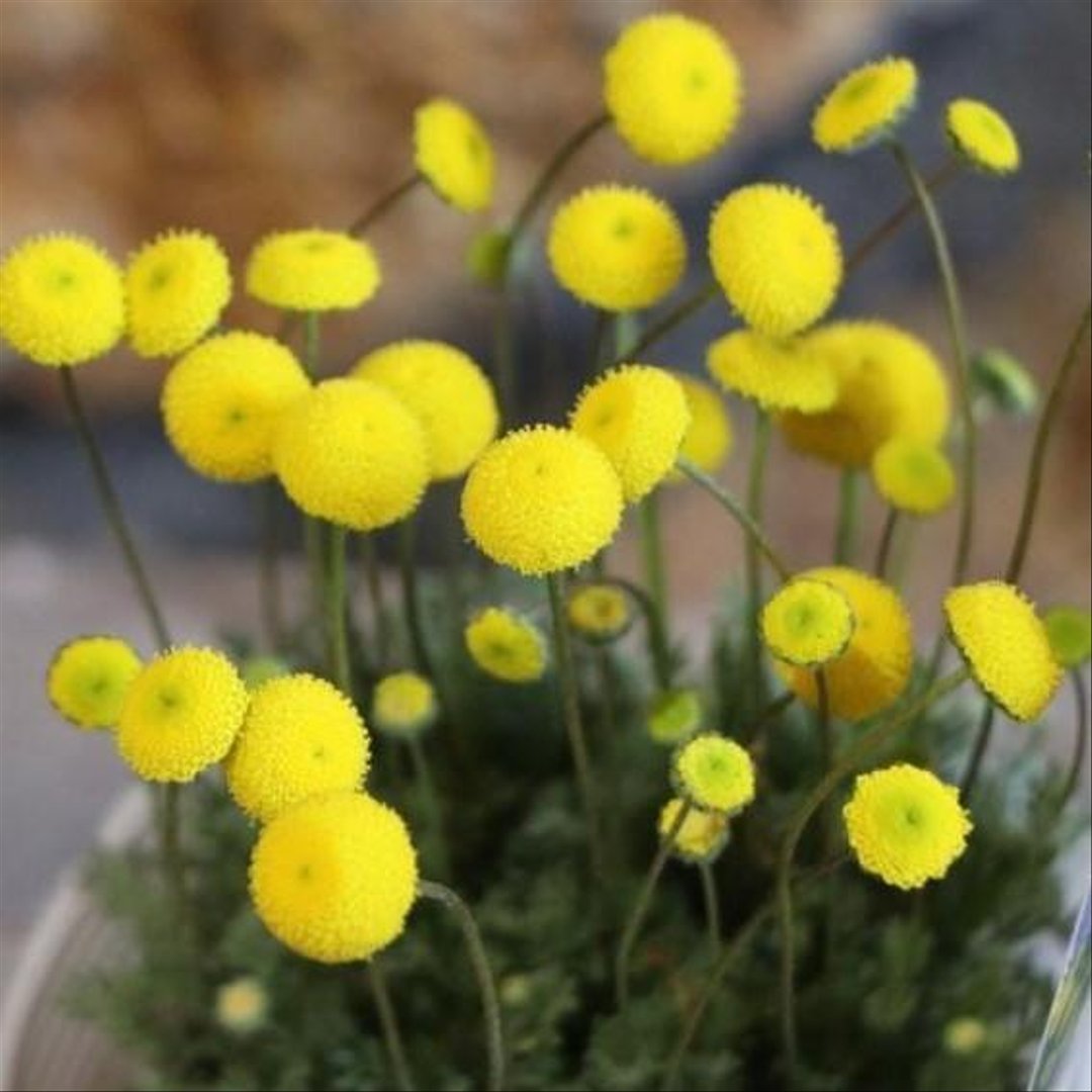 コツラ 花ほたる 3.5号ポット苗 【3株販売】 花壇 寄せ植え