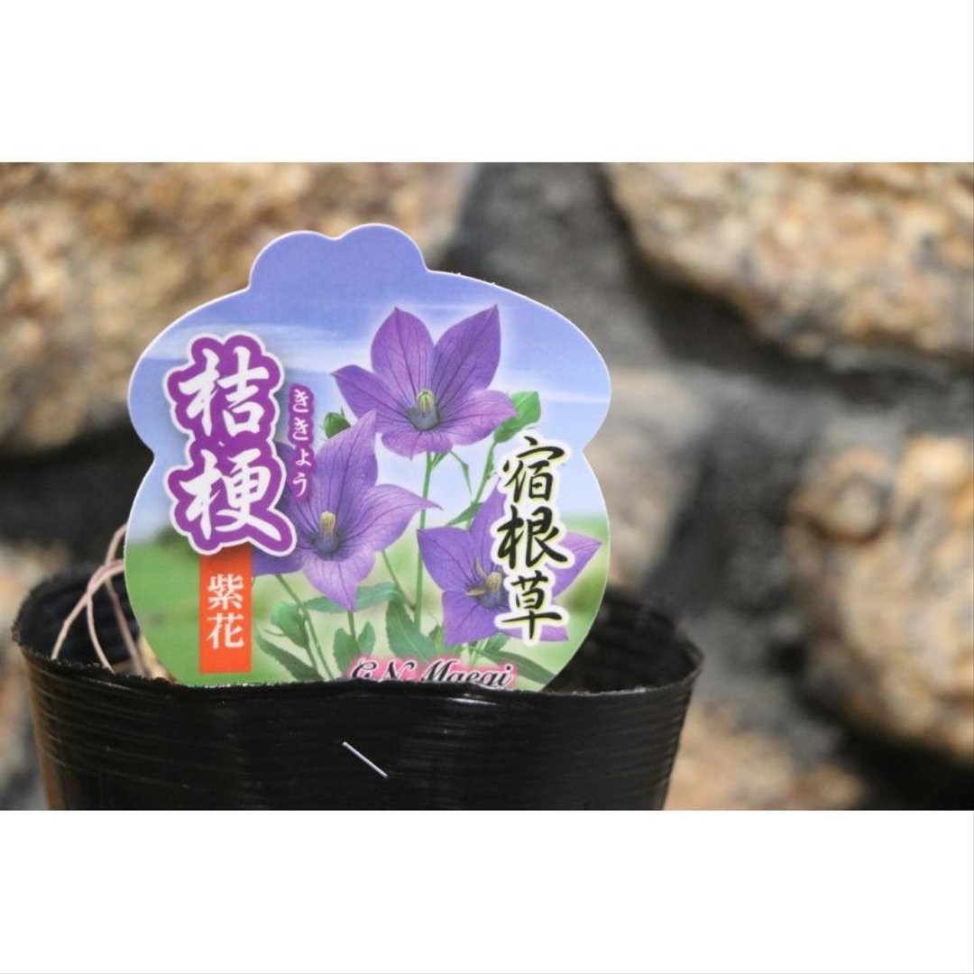 キキョウ 紫花 大株 3.5〜4号ポット苗 【1株販売】 桔梗 宿根草