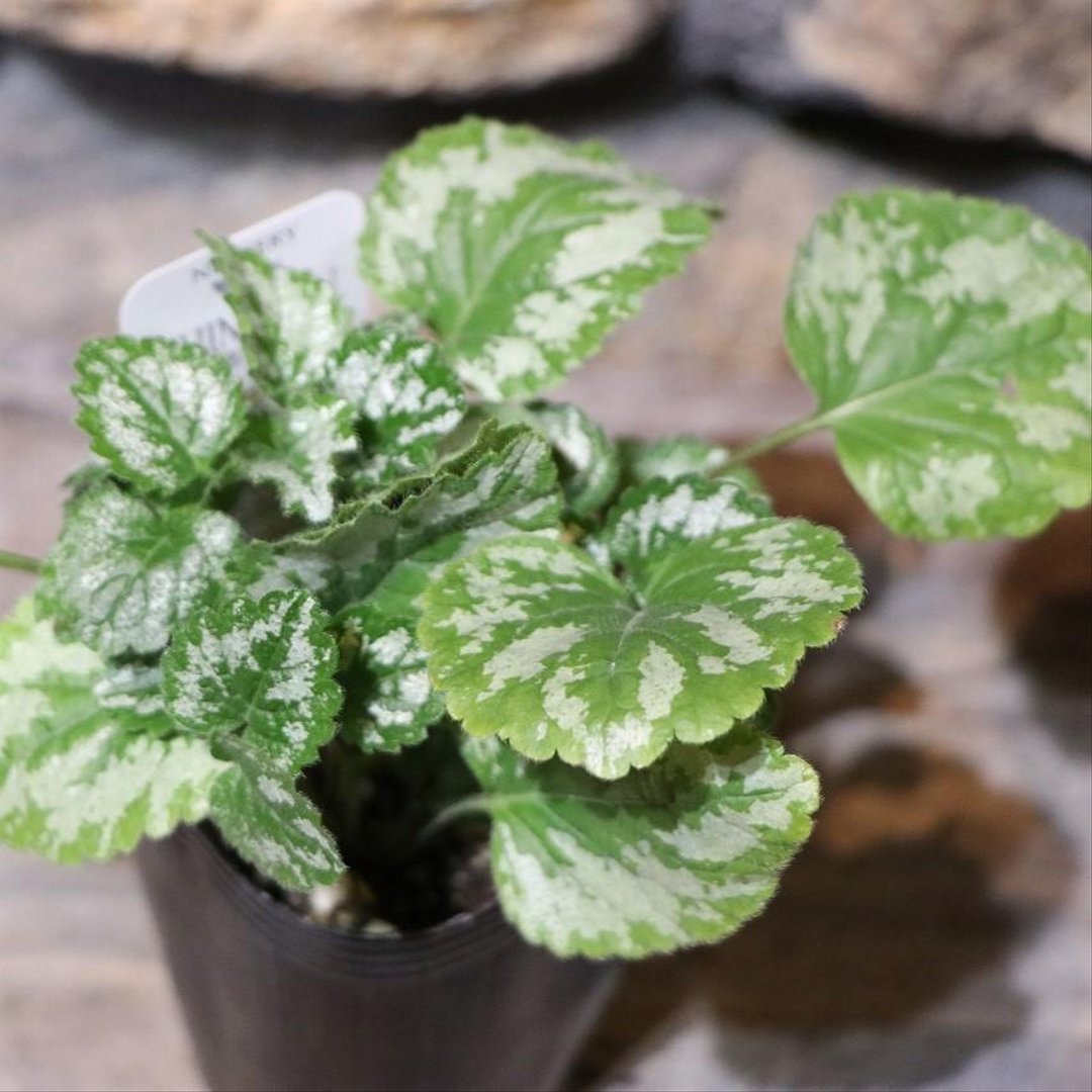 ラミウム ガレオブドロン 2.5〜3号ポット苗 【1株販売】 ラミューム 寄せ植え 花壇 鉢植え お洒落 オシャレ カラーリーフ グランドカバー 夏の花 花