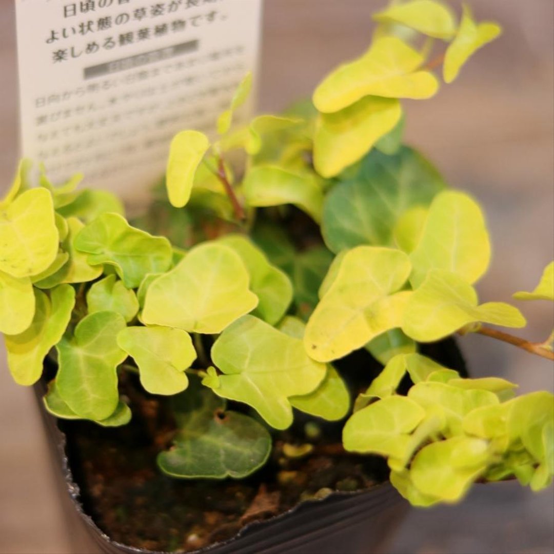 黄金葉 アイビー ジェイク 3〜3.5号ポット苗 【1株販売】 アイビー ヘデラ 寄せ植え 花壇 鉢植え お洒落 可愛い オーレア 強い 苗 初心者 カラーリーフ グランドカバー