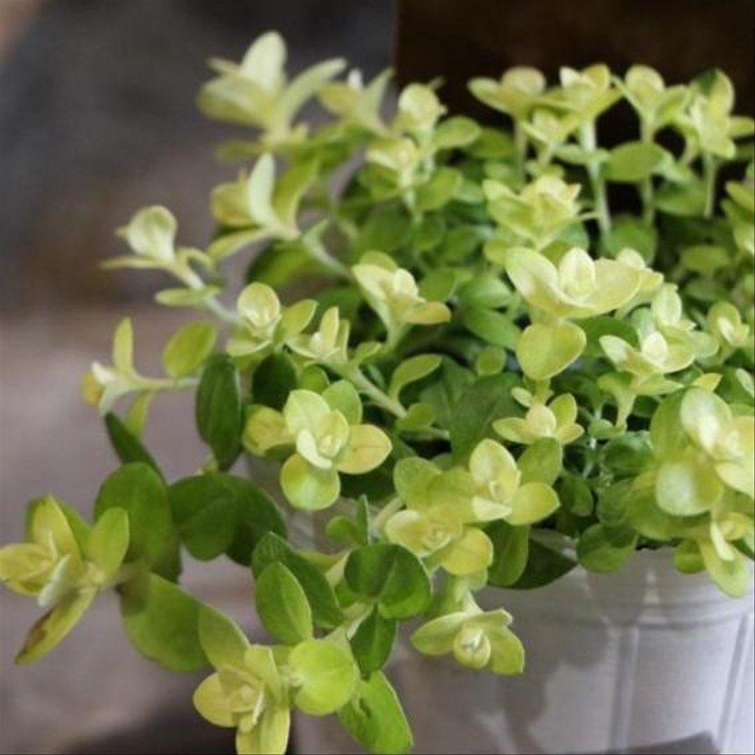 ヘリクリサム ライムミニ 2.5号ロングポット苗 【3株販売】 寄せ植え 花壇 カラーリーフ