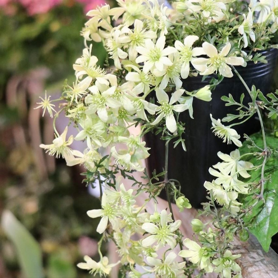 常緑クレマチス ペトリレイ (フォステリー系) 3.5〜4号ロングポット苗 【1株販売】 クレマチス 寄せ植え 花壇 鉢植え お洒落 オシャレ 可愛い カワイイ 冬の花 花