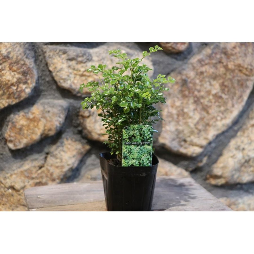 シマトネリコ 3号ポット苗 【1株販売】 トネリコ 植木 苗木 常緑樹 観葉植物