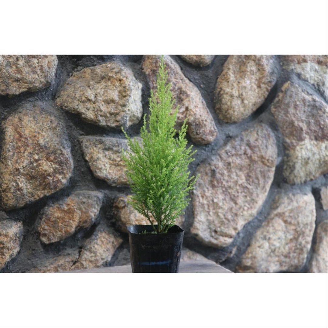 ゴールドクレスト ウィルマ 3号ポット苗 【1株販売】 コニファー 寄せ植え 鉢植え