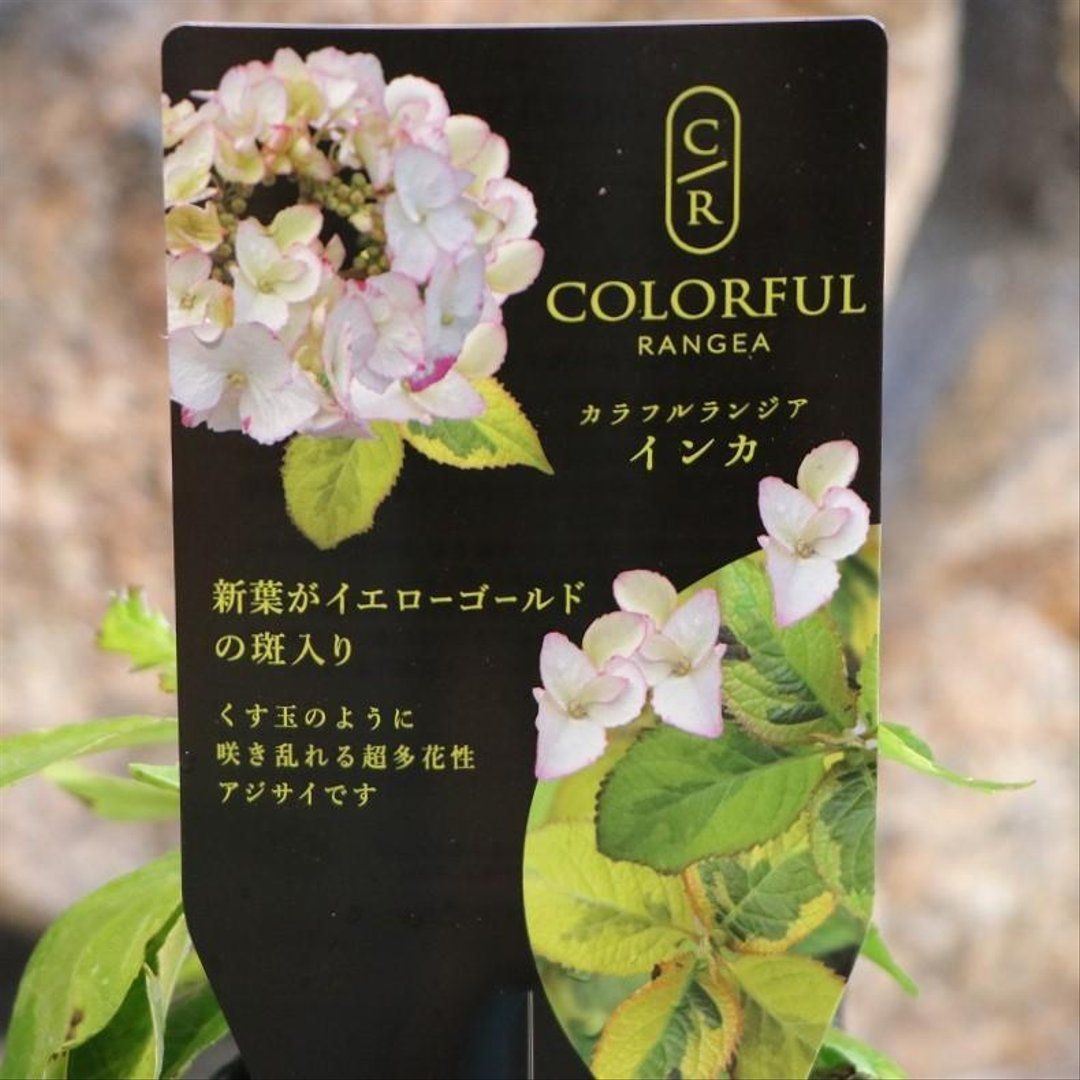 斑入り アジサイ インカ 3号ポット苗 【3株販売】 ハイドランジア 紫陽花 大栄花園 植木 苗木 鉢植え 地植え お洒落 可愛い 落葉樹 苗 初心者 カラーリーフ 希少