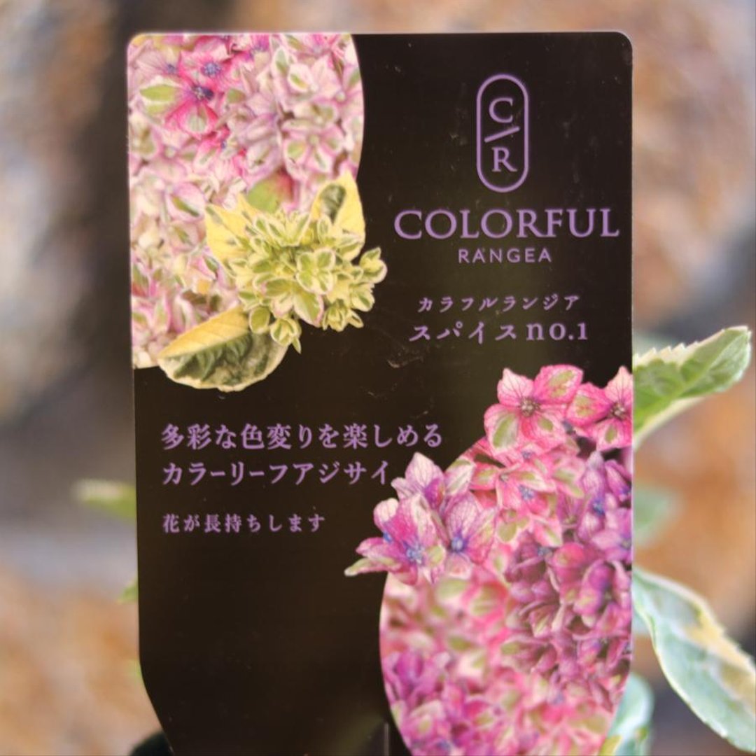 斑入り アジサイ スパイス NO.1 3〜3.5号ポット苗 【3株販売】 ハイドランジア 紫陽花 大栄花園 植木 苗木 鉢植え 地植え お洒落 可愛い 落葉樹 苗 初心者 カラーリーフ 希少