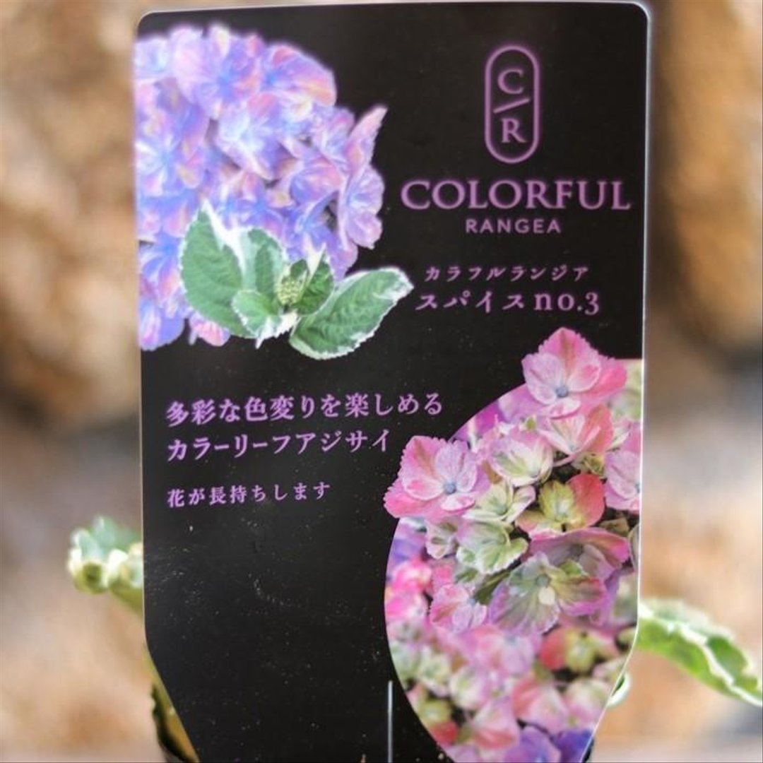 斑入り アジサイ スパイス NO.3 3〜3.5号ポット苗 【1株販売】 ハイドランジア 紫陽花 大栄花園 植木 苗木 鉢植え 地植え お洒落 可愛い 落葉樹 苗 初心者 カラーリーフ 希少