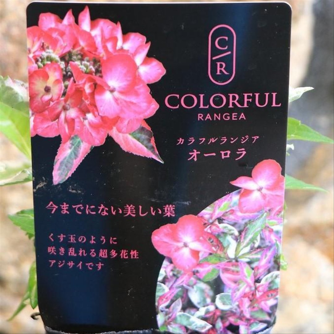 斑入り アジサイ オーロラ 3号ポット苗  【1株販売】 ハイドランジア 紫陽花 大栄花園 植木 苗木 鉢植え 地植え お洒落 可愛い 落葉樹 苗 初心者 カラーリーフ 希少