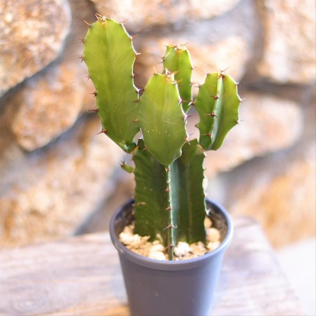 多肉植物 ユーフォルビア 大雲閣 ダイウンカク 3.5号鉢 【1株販売】 観葉植物 お洒落 おしゃれ 可愛い かわいい カッコイイ インテリア 人気 室内 窓辺 苗 初心者