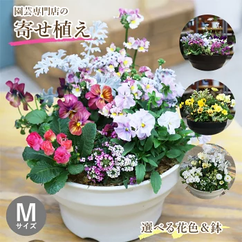 【栄養剤プレゼント】 専門店の 寄せ植え ギフト 鉢 鉢植え 完成品 季節のお花 セット Mサイズ 鉢花 花 誕生日 プレゼント 贈り物 玄関先 ベランダ 店舗前 お手頃 お任せ フラワーギフト 送料無料 鉢 屋外 花苗 パンジー ビオラ 春の花 冬の花 メッセージカード ガーデニング