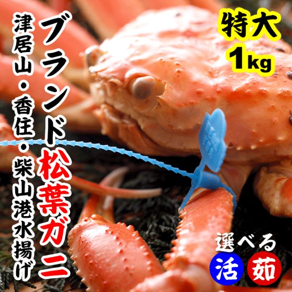 松葉ガニ1kg前後（1杯）獲れたて未冷凍で産地直送！城崎温泉旅館湯楽の松葉ガニ 香住 カニ かに 松葉ガニ 松葉かに 松葉カニ 松葉蟹 兵庫県産 津居山 柴山 通販かに 城崎 カニ ずわいがに ズワイガニ 朝市広場 通販かに 高級食材