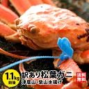 訳あり松葉ガニ1.1kg前後（1杯）1～3本指落ち、獲れたて未冷凍、城崎温泉旅館湯楽の松葉ガニ 香住 カニ かに 訳あり 松葉ガニ 松葉かに 松葉カニ 松葉蟹 兵庫県産 津居山 柴山 通販かに 城崎 カニ ずわいがに ズワイガニ 朝市広場