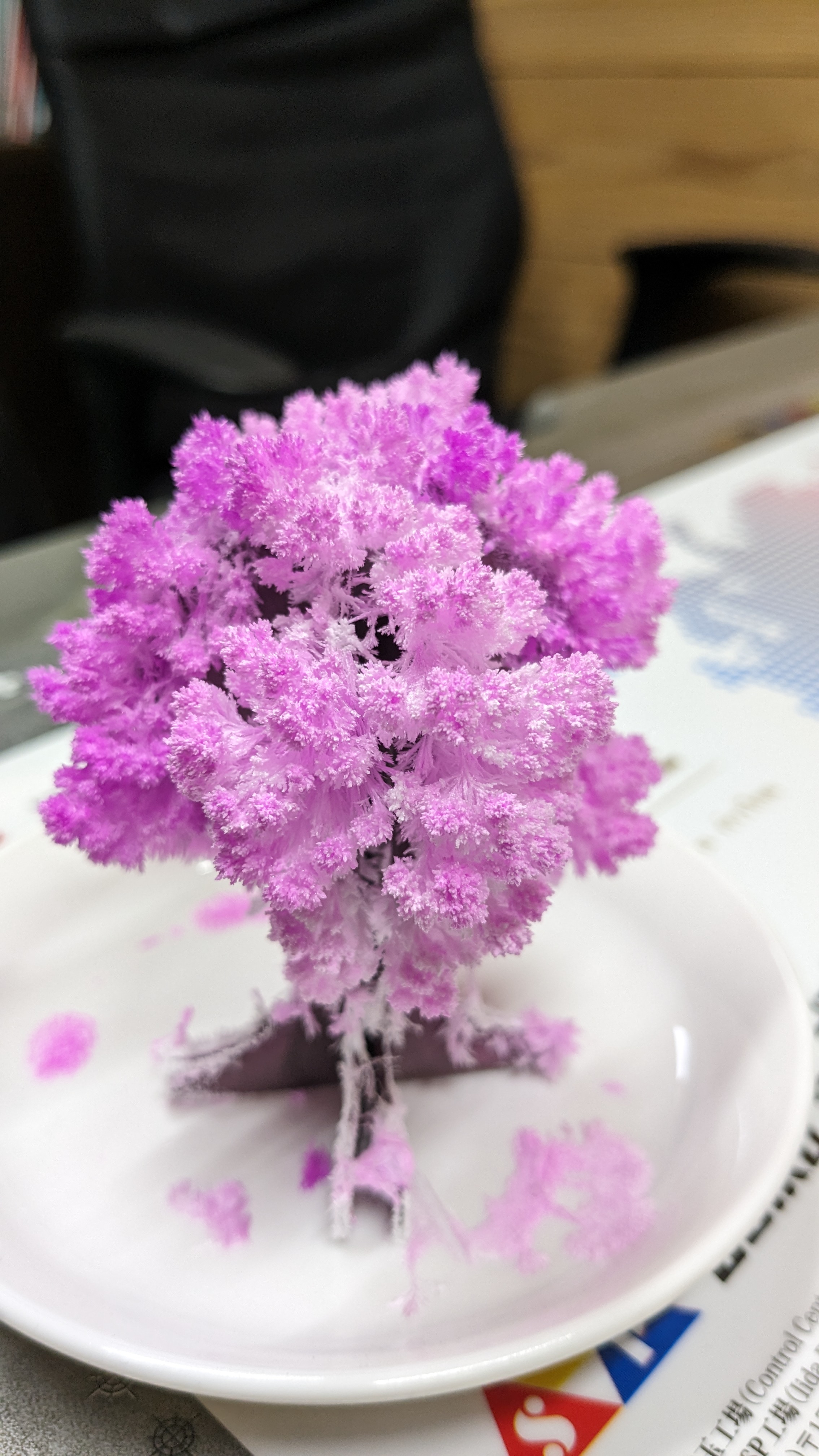 京の桜