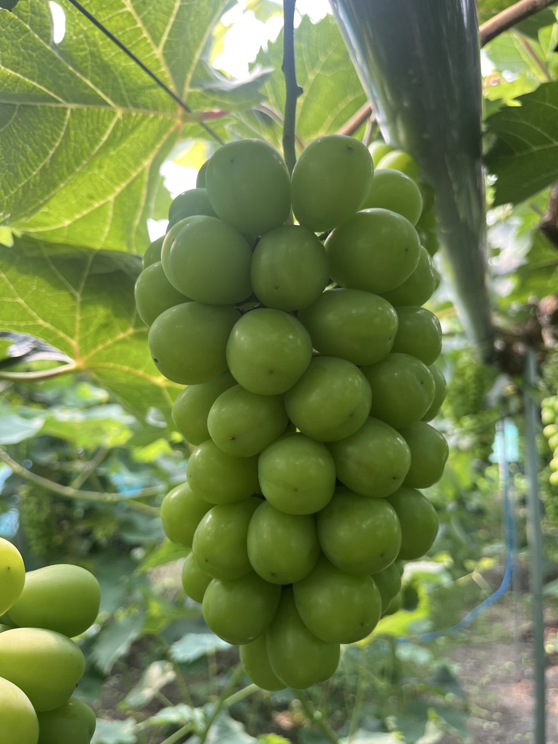 モンデンファーム