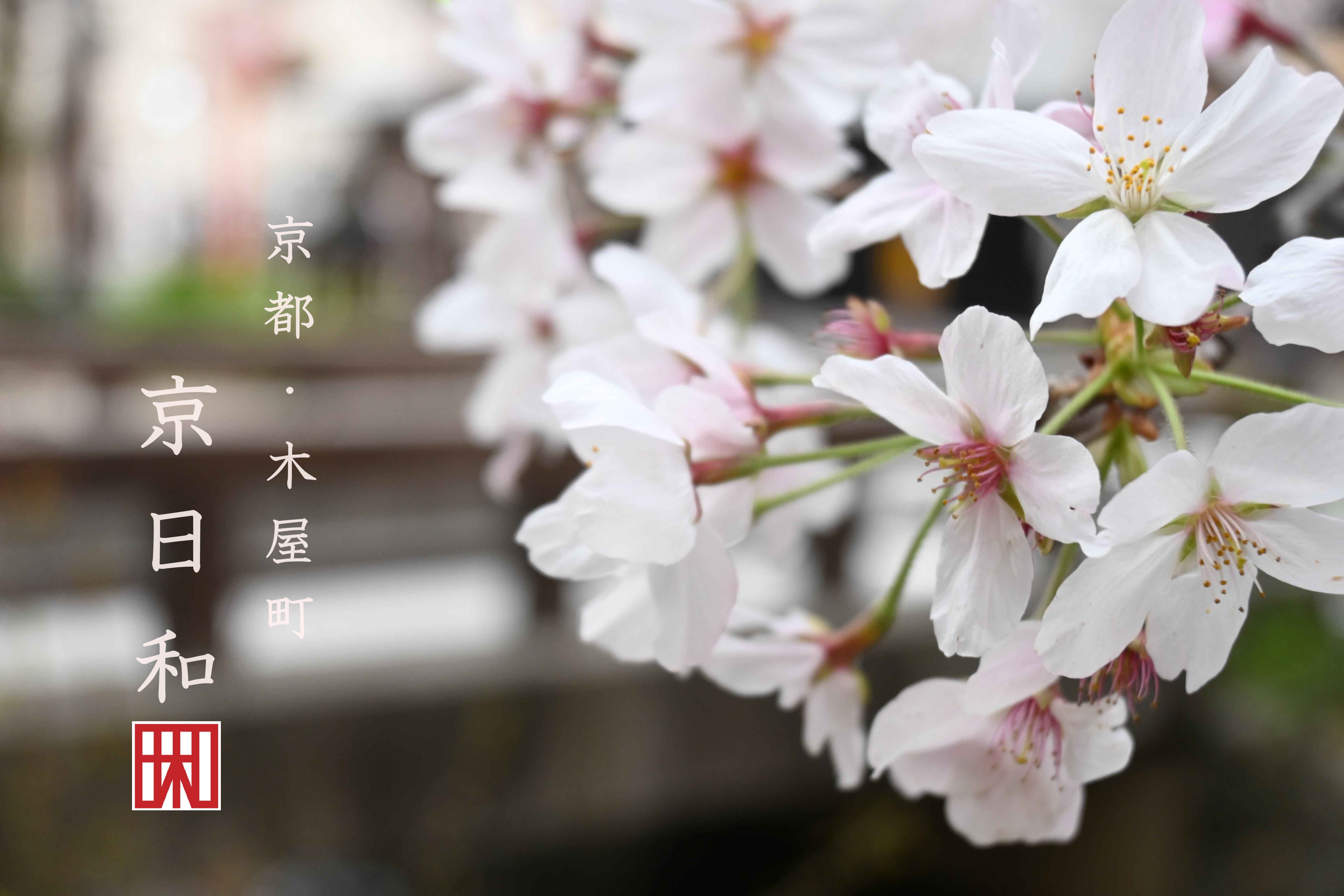 京都・木屋町　京日和